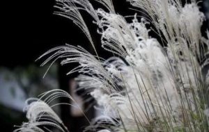 芒草和芦苇的区别，教你分清芦竹、芦苇、芒和荻